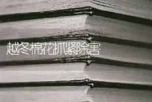越冬棉花抓紧除害