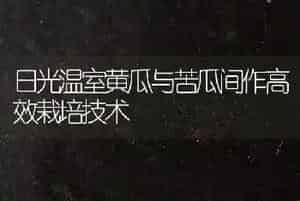 日光温室黄瓜与苦瓜间作高效栽培技术