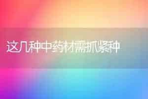 这几种中药材需抓紧种