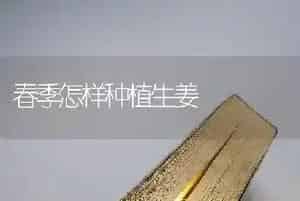 春季怎样种植生姜
