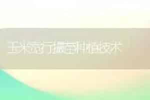 玉米宽行撮苗种植技术