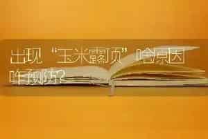 出现“玉米露顶”啥原因 咋预防?