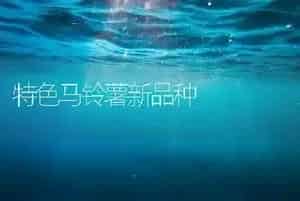 特色马铃薯新品种