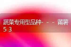 蔬菜专用型品种---莆薯53
