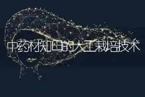 中药材知母的人工栽培技术
