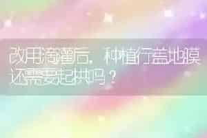 改用滴灌后,种植行盖地膜还需要起拱吗?