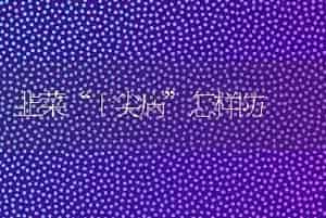 韭菜“干尖病”怎样防