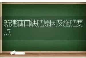 新建藕田缺肥原因及施肥要点