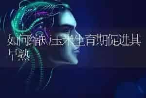 如何缩短玉米生育期促进其早熟