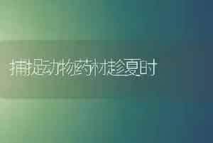 捕捉动物药材趁夏时