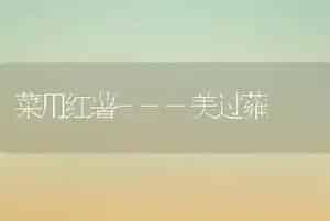 菜用红薯---美过蕹