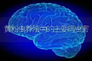 黄粉虫养殖中的主要病虫害