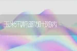 玉米汛期谨防叶斑病