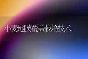 小麦地膜覆盖栽培技术