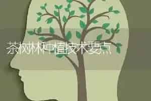 茶树林种植技术要点