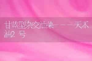 甘蓝型杂交油菜---天禾油2号