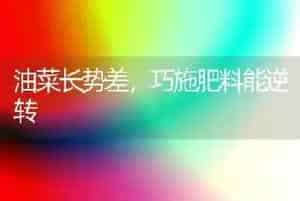 油菜长势差,巧施肥料能逆转