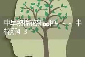 中早熟棉花新品种---中棉所43