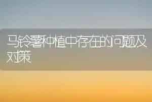 马铃薯种植中存在的问题及对策