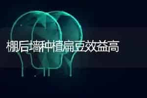 棚后墙种植扁豆效益高