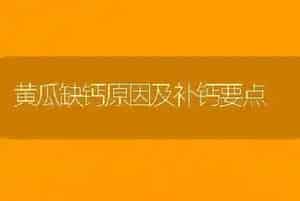 黄瓜缺钙原因及补钙要点