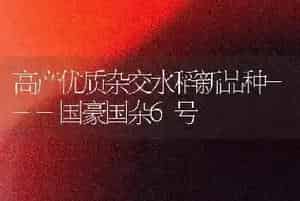 高产优质杂交水稻新品种---国豪国杂6号