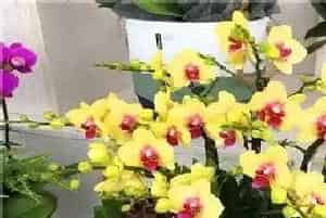 蝴蝶兰花期有多长时间,蝴蝶兰怎样才能开花5个诀窍?