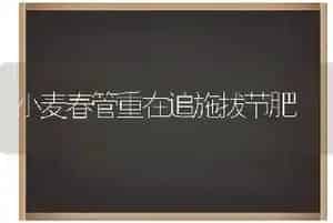 小麦春管重在追施拔节肥