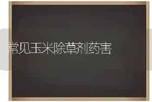 常见玉米除草剂药害