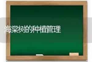 海棠树的种植管理