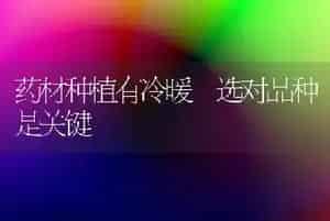 药材种植有冷暖 选对品种是关键