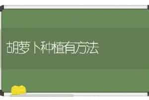 胡萝卜种植有方法