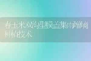 春玉米双沟型膜盖集雨增墒种植技术