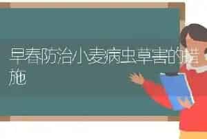早春防治小麦病虫草害的措施