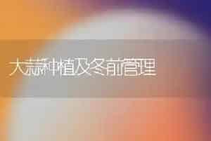 大蒜种植及冬前管理