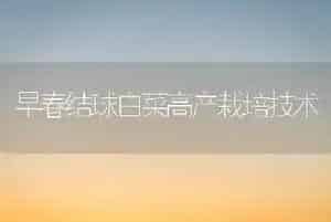 早春结球白菜高产栽培技术