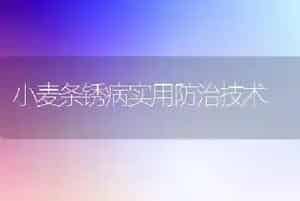 小麦条锈病实用防治技术