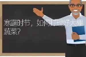 油菜品种---皖油12