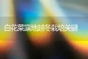 白花菜露地越冬栽培关键