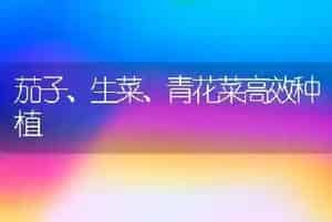 茄子、生菜、青花菜高效种植