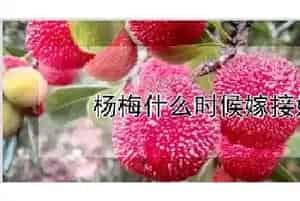 杨梅什么时候嫁接好