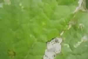 萝卜炭疽病的发病原因及治疗方法详解
