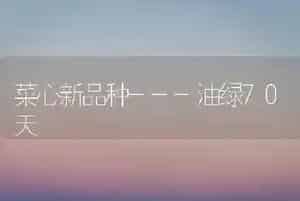 菜心新品种---油绿70天