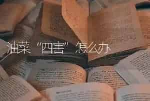 油菜“四害”怎么办
