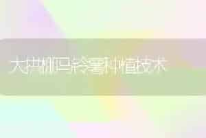 大拱棚马铃薯种植技术