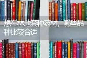 想在林地套种药材,哪些品种比较合适