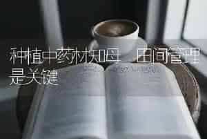 种植中药材知母 田间管理是关键