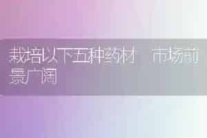栽培以下五种药材 市场前景广阔