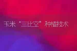 玉米“三比空”种植技术