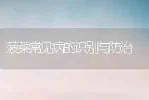 菠菜常见病的识别与防治